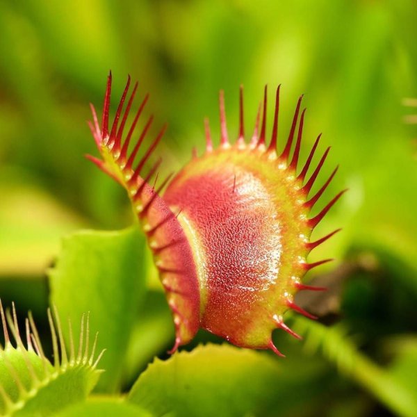 Венерина Дионея