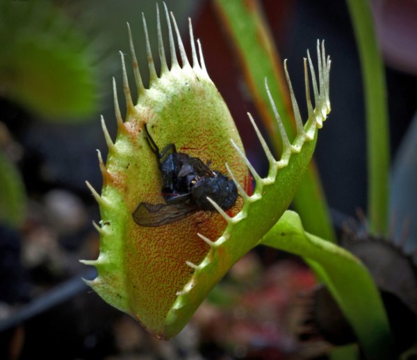 Цветок хищник Венерина мухоловка