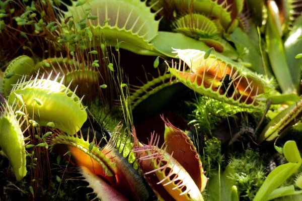Растение Венерина мухоловка