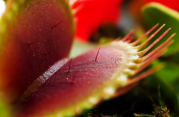 Венерина мухоловка голубая