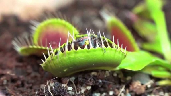 Венерина мухоловка растение-убийца