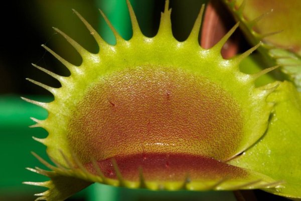 Венерина мухоловка листья