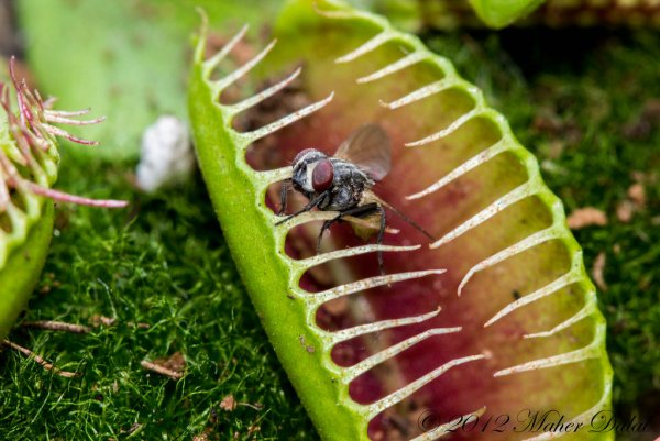 Венерина мухоловка нектар