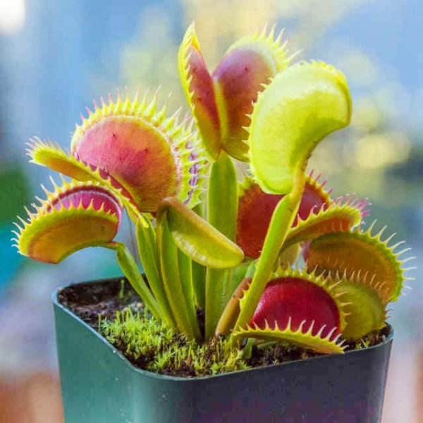 Цветок хищник Венерина мухоловка