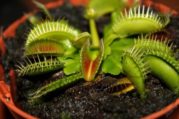 Актиния Венерина мухоловка