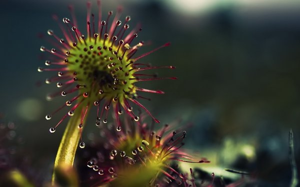 Росянка Адель