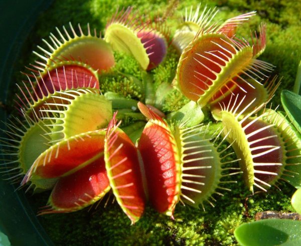 Дионея мухоловка