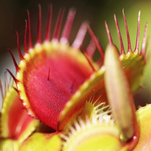 Растения-хищники Венерина росянка