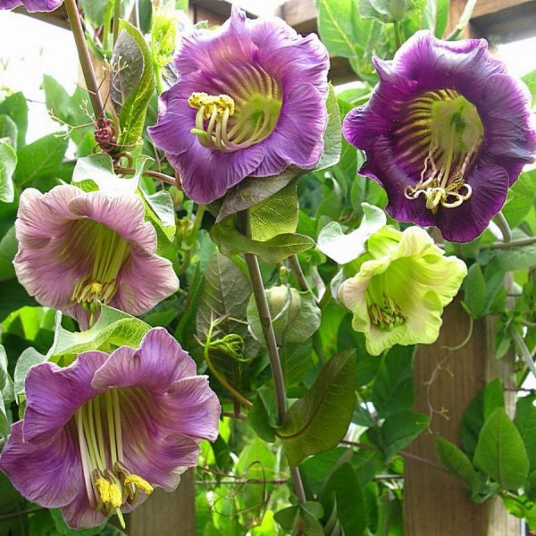 Лиана кобея лазающая