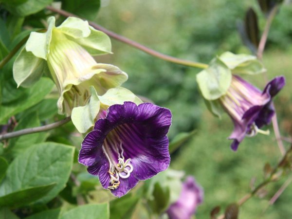 Кобея Сканденс