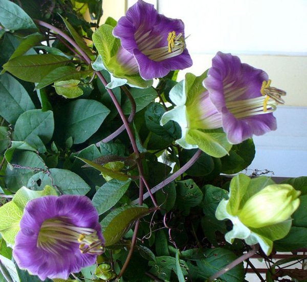 Кобея лазающая фиолетовая