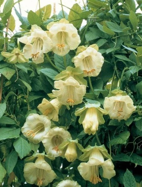 Кобея Сканденс