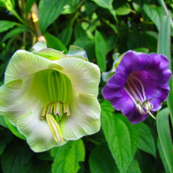 Лиана кобея лазающая