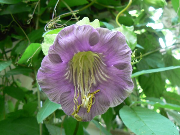 Кобея Сканденс