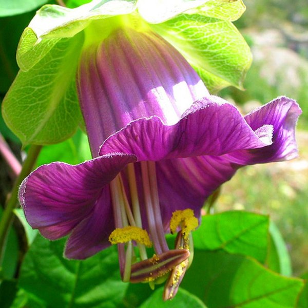 Кобея лазающая