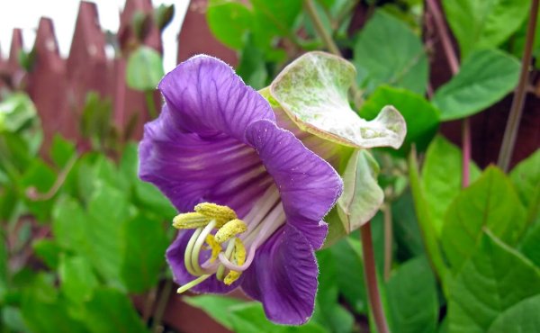 Лиана кобея