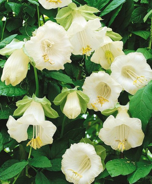 Цветок кобея