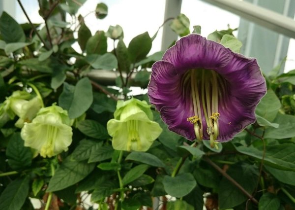 Цветок Лиана кобея