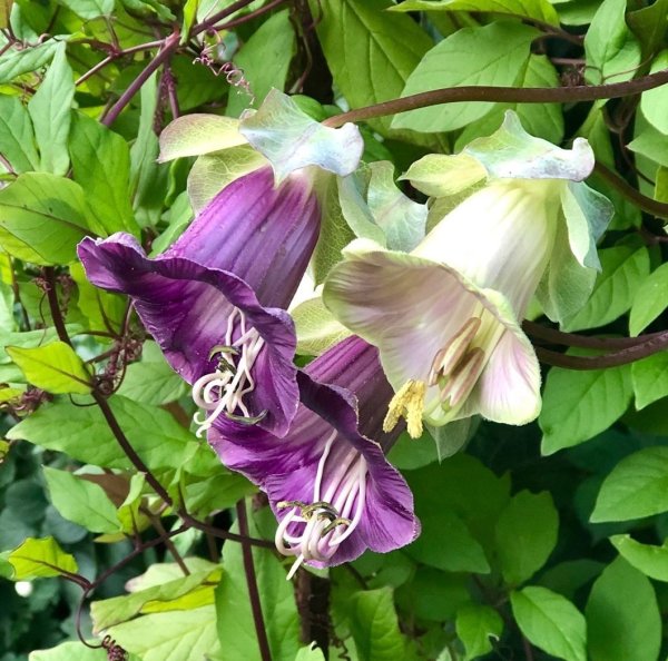 Лиана кобея лазающая