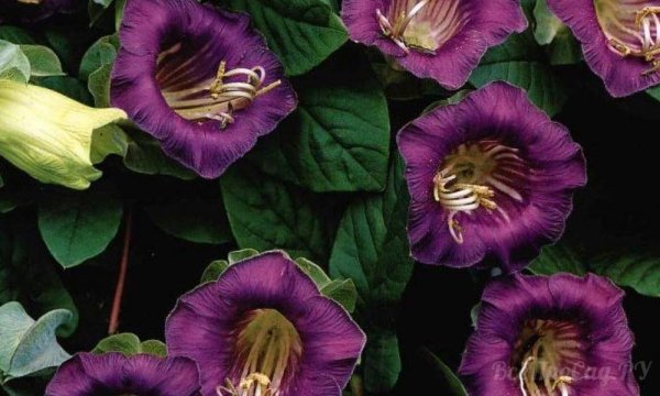 Лиана кобея