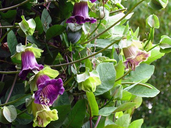 Лиана кобея лазающая