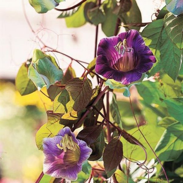 Лиана кобея