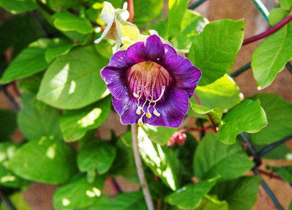 Лиана кобея