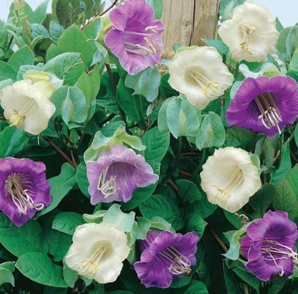 Кобея лазающая