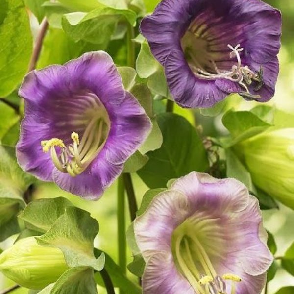 Кобея Сканденс