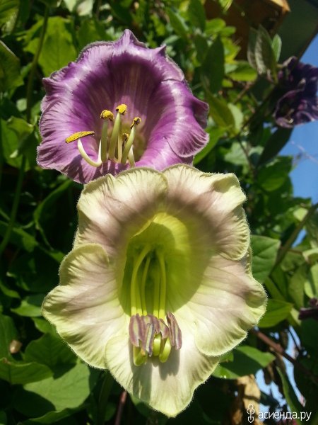 Лиана кобея лазающая