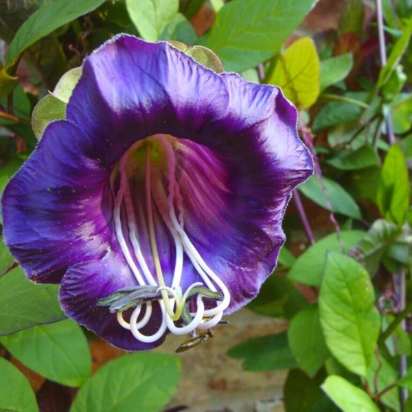 Лиана кобея лазающая