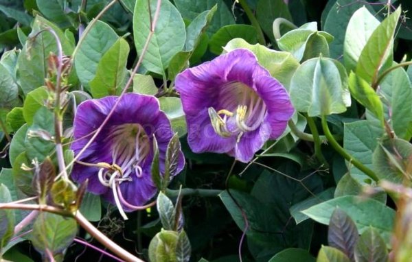 Кобея лазающая Каландо