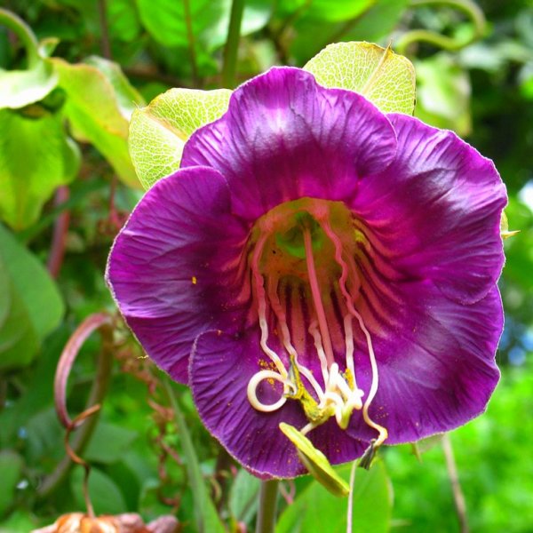 Лиана кобея