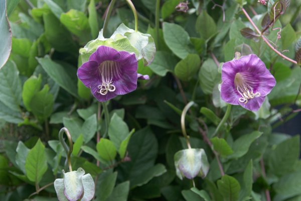 Кобея Сканденс сиреневая