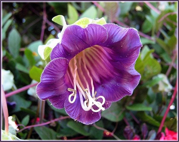 Лиана кобея