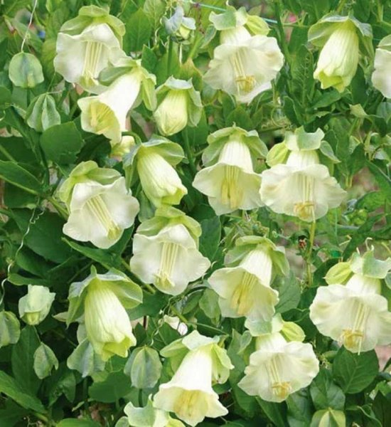 Лиана кобея лазающая