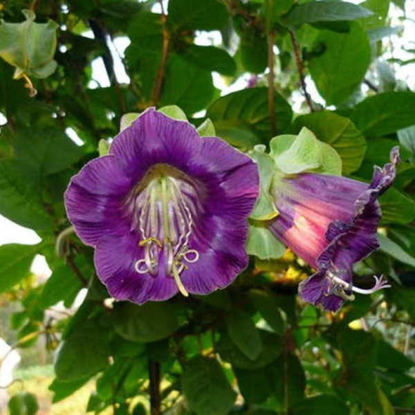 Кобея лазающая