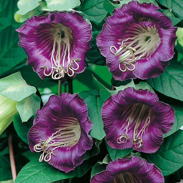 Цветок кобея