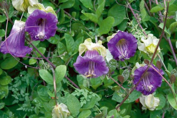 Кобея Сканденс сиреневая