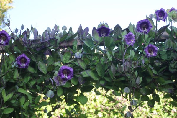 Кобея лазающая фиолетовая