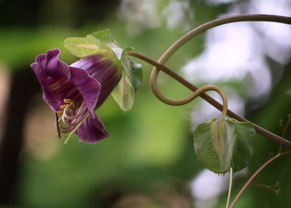 Кобея лазающая Каландо