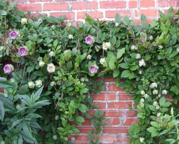 Лиана кобея