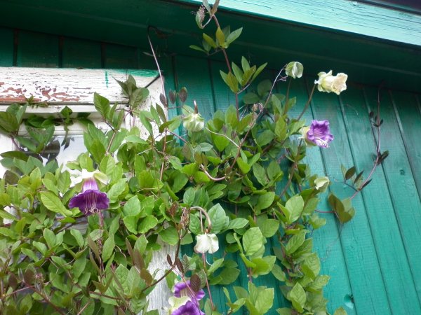 Кобея лазающая Каландо