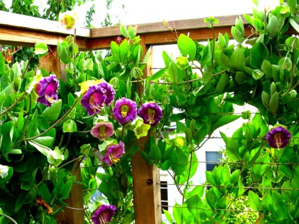 Кобея лазающая фиолетовая