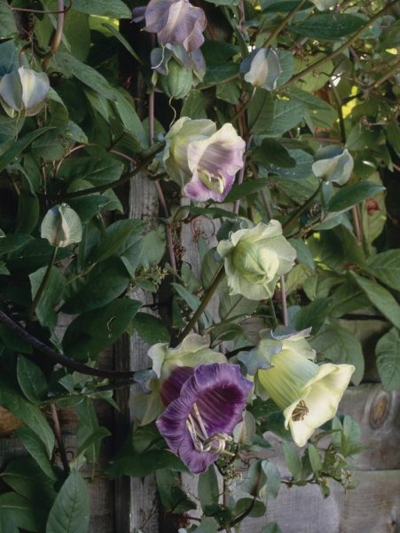 Растение кобея лазающая