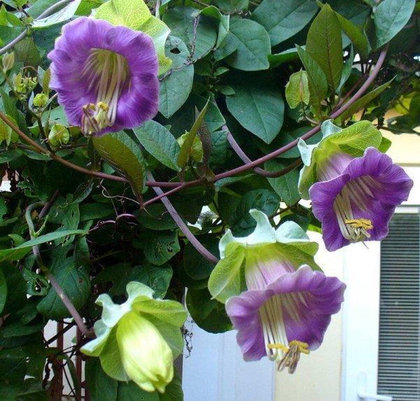 Лиана кобея лазающая