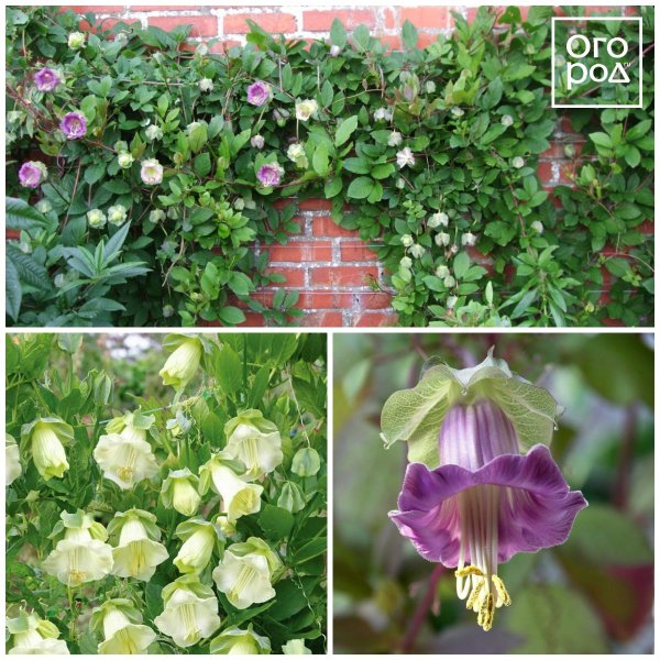 Лиана кобея