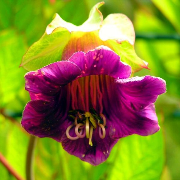 Цветок кобея лазающая