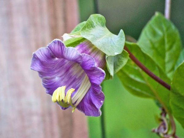 Кобея Сканденс сиреневая