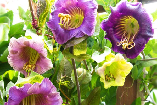 Кобея лазающая микс